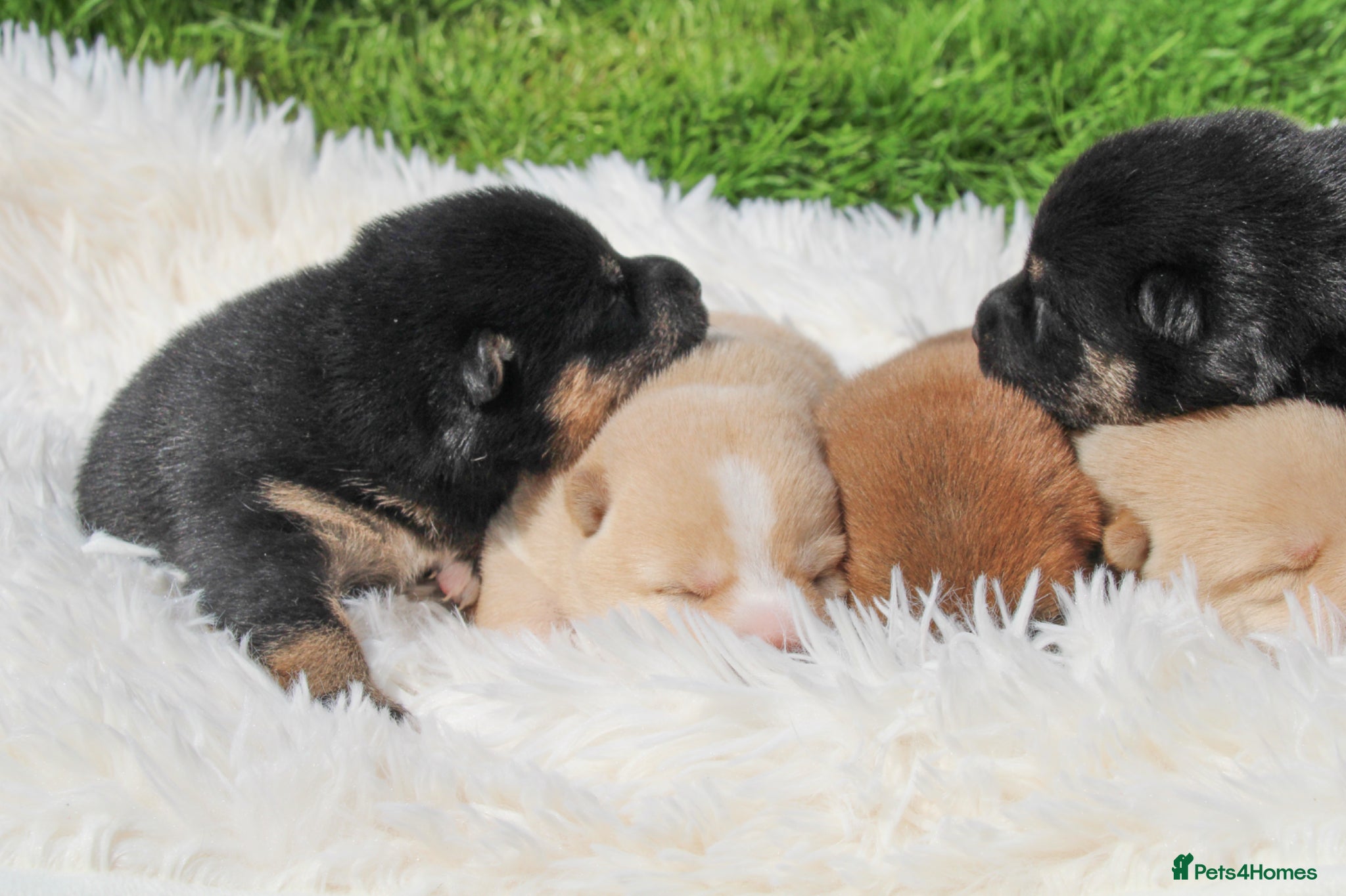 Japanese Shiba Inu dogs Elite Japanese Shiba Inu puppies, pure excellence - Advert 13