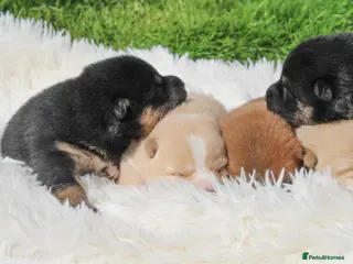 Japanese Shiba Inu dogs Elite Japanese Shiba Inu puppies, pure excellence - Advert 13