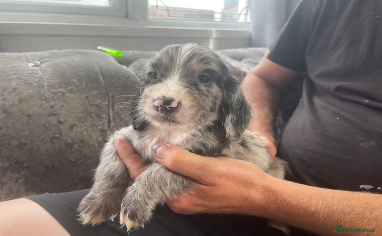 Cocker Spaniel dogs - Advert 13