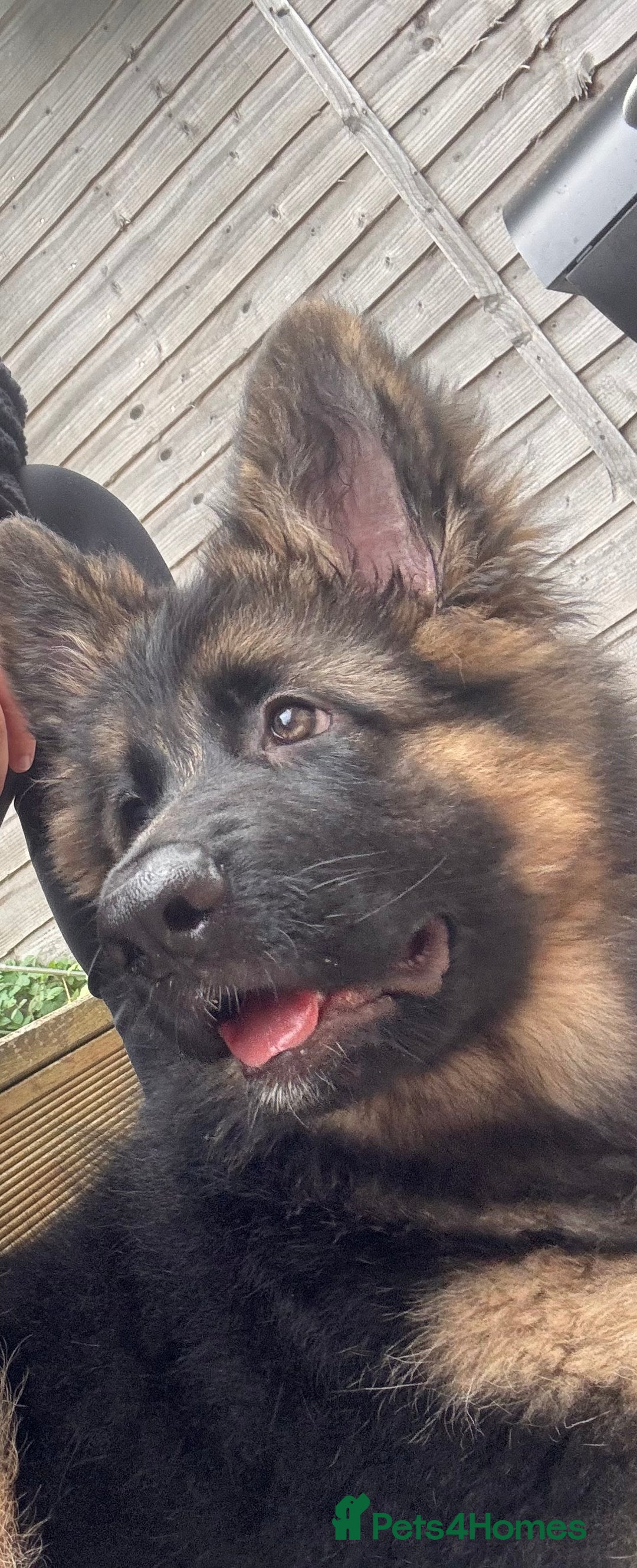German Shepherd dogs for sale: GSD Puppy (F) - Image 3