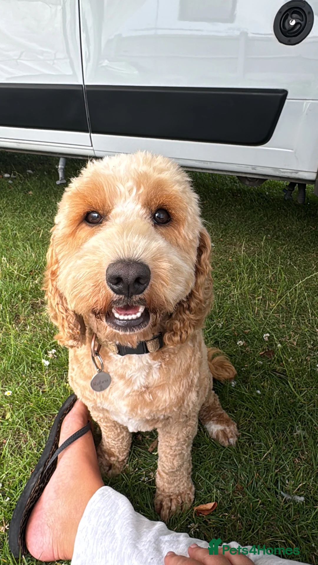 Cockapoo dogs for stud: Kobe 🌟 Stunning F1 miniature cockapoo for stud - Advert 2