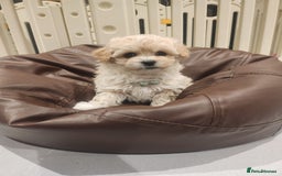 Maltipoo dogs for sale: Maltipoo F1, KC Parents Extensively DNA Clear   - Image 9