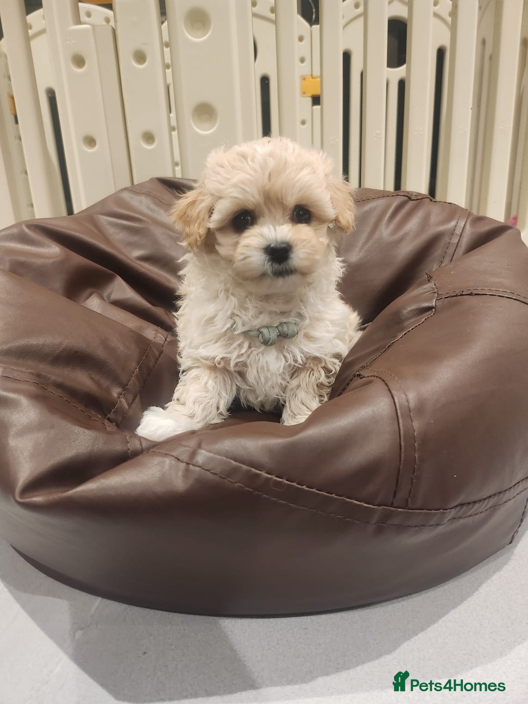 Maltipoo dogs for sale: Maltipoo F1, KC Parents Extensively DNA Clear   - Image 9