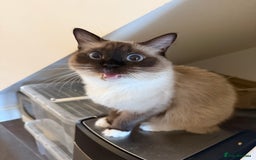 Ragdoll cats for sale: 1 year old Ragdoll cat needing a new home - Image 3