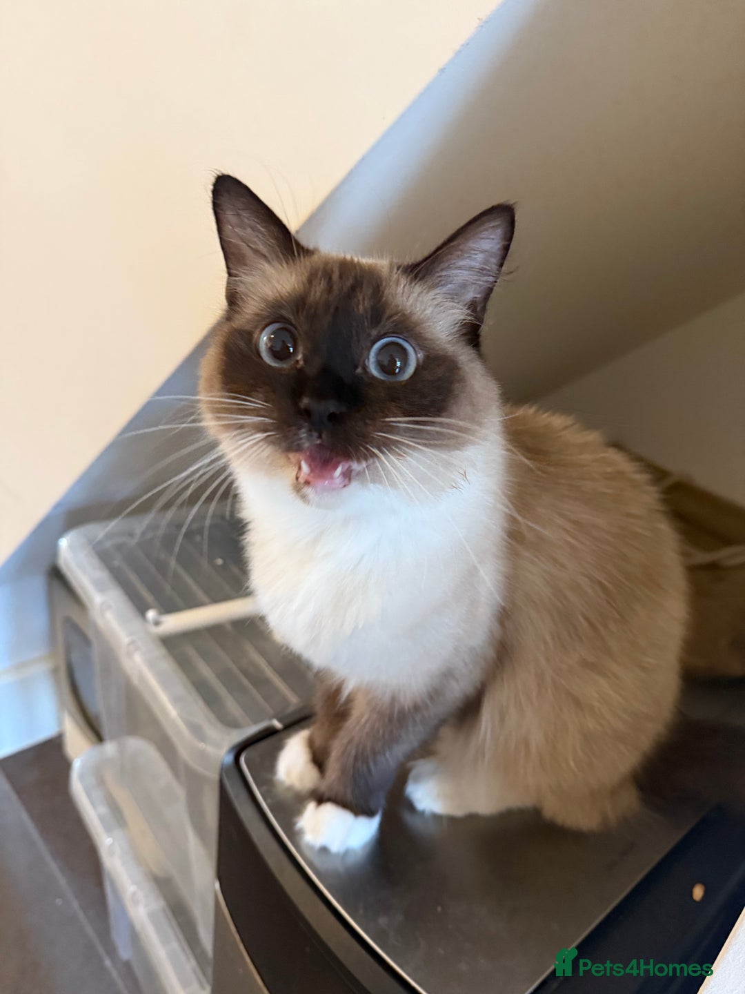 Ragdoll cats for sale: 1 year old Ragdoll cat needing a new home - Image 3