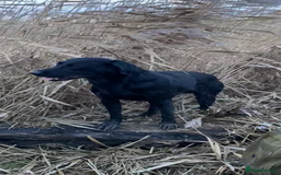 Labrador Retriever dogs for sale: 3 black labrador puppies  - Image 13