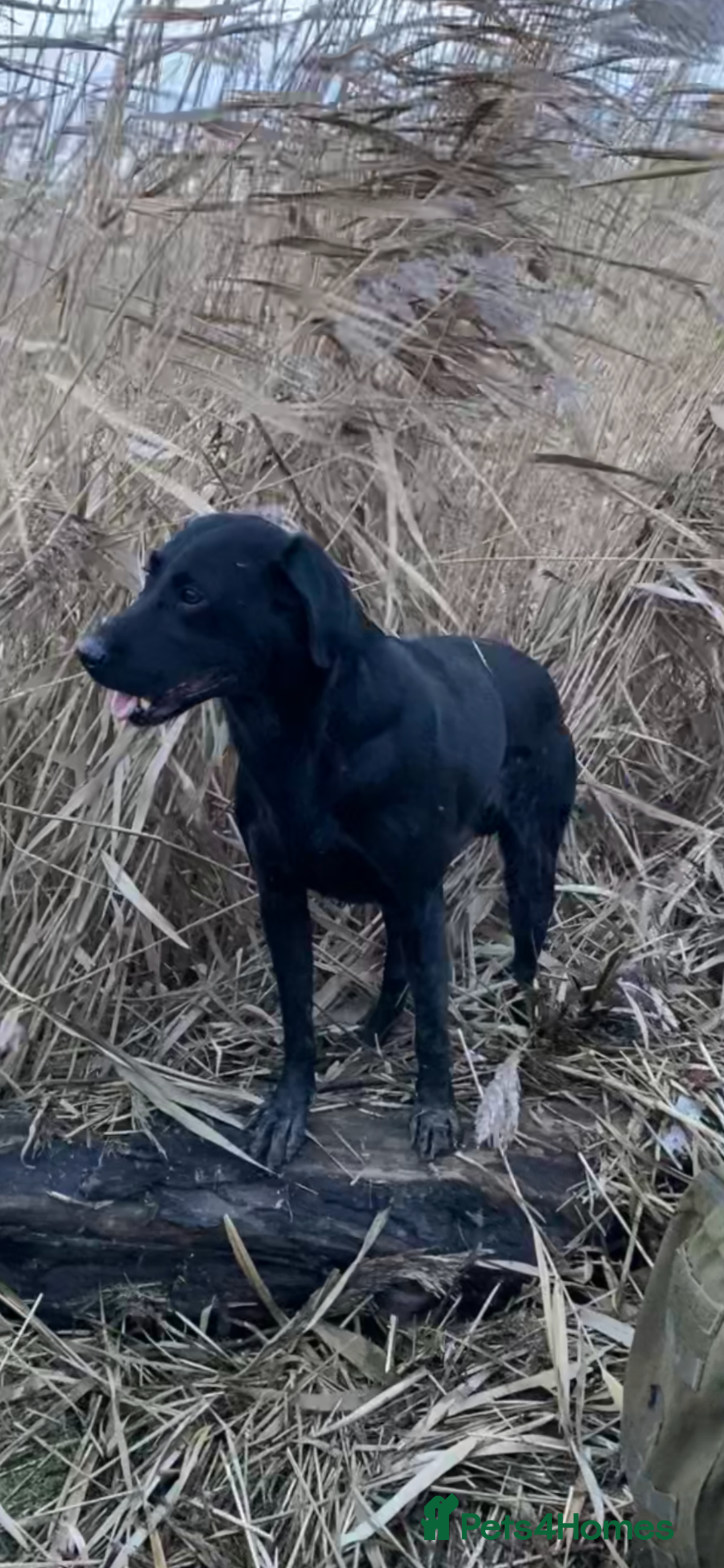 Labrador Retriever dogs for sale: 3 black labrador puppies  - Image 13