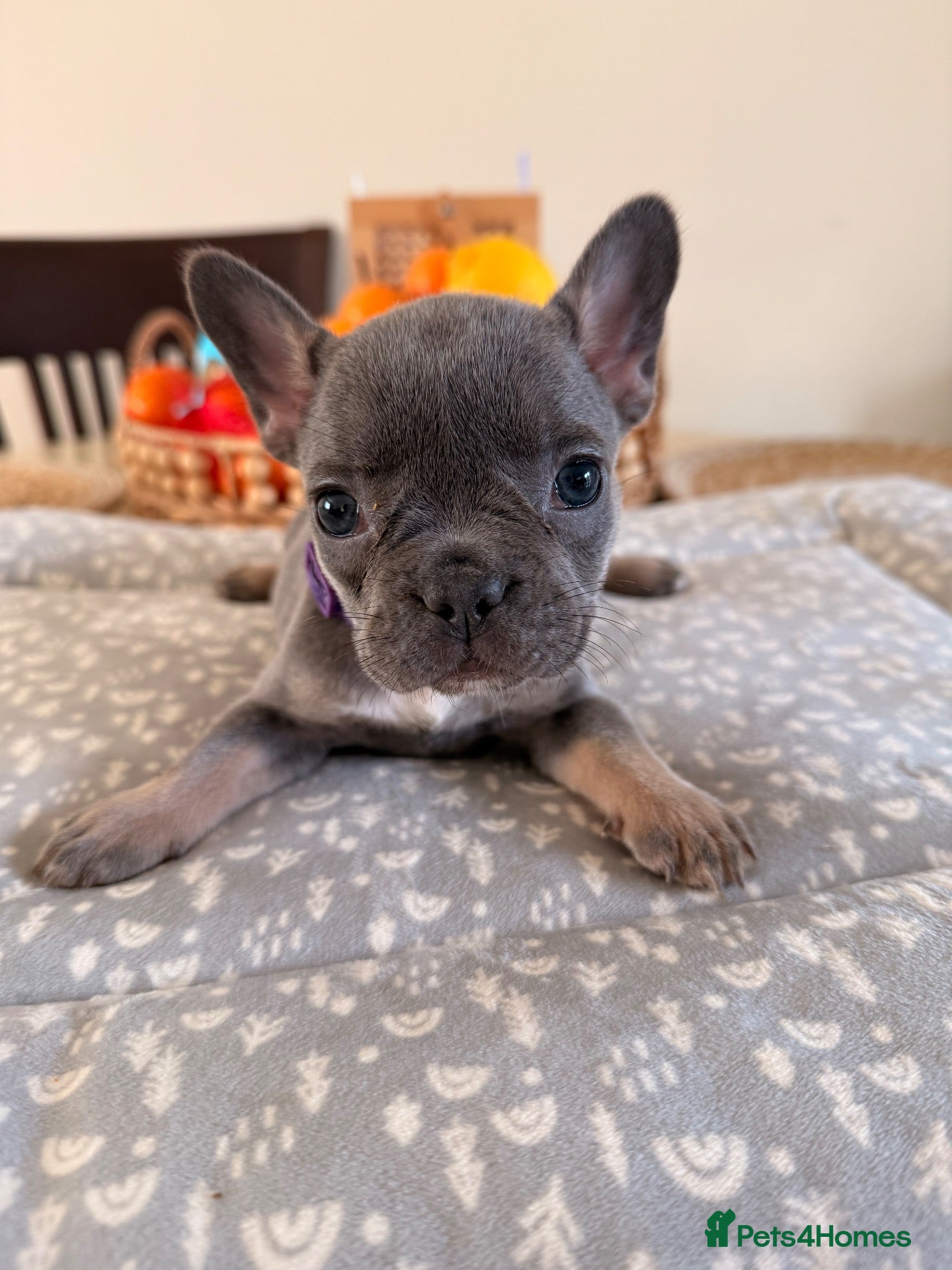 French Bulldog dogs Massively reduced Ready now KC French Bulldog - Advert 3