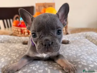French Bulldog dogs Massively reduced Ready now KC French Bulldog - Advert 3