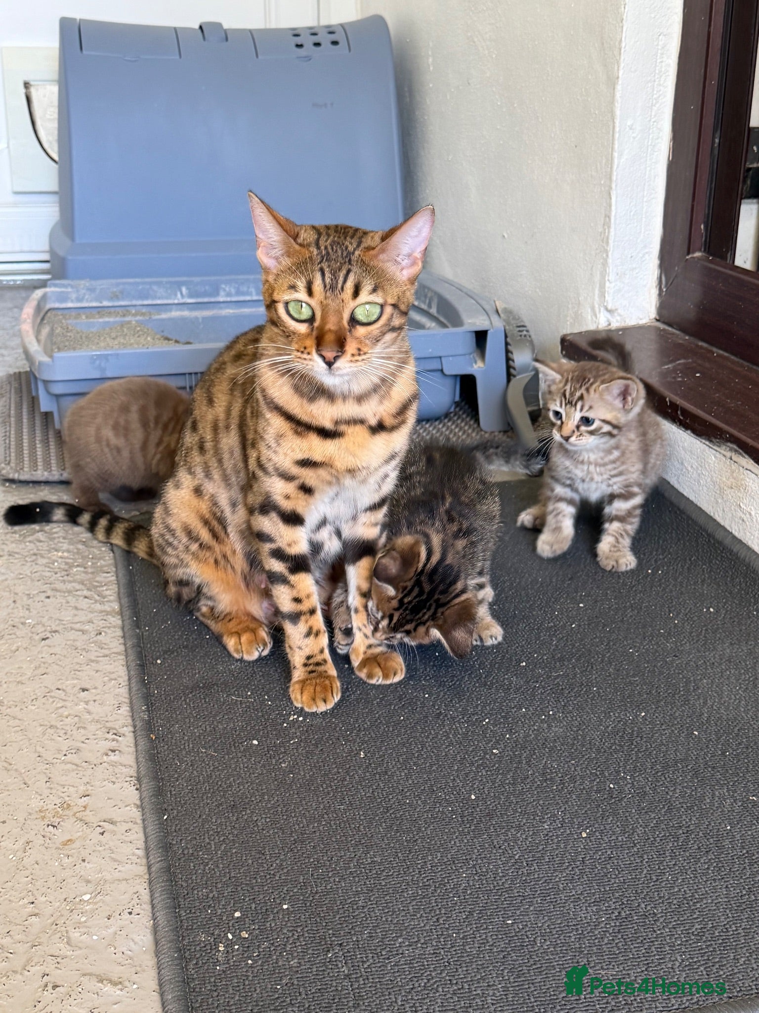Bengal cats Beautiful Bengal x kittens  - Advert 12