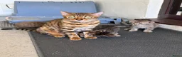 Bengal cats for sale: Beautiful Bengal x kittens  - Advert 6