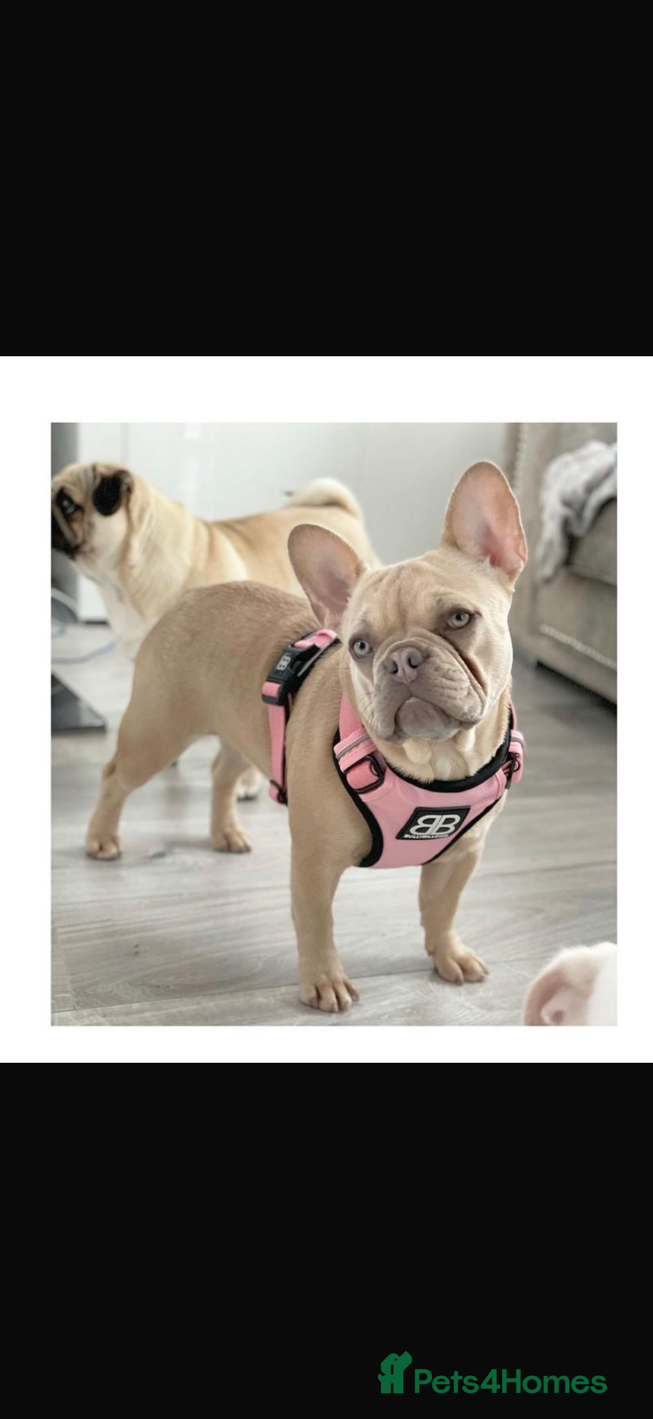 French Bulldog dogs French bulldog needs rehoming  - Advert 6