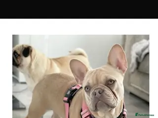 French Bulldog dogs French bulldog needs rehoming - Advert 6