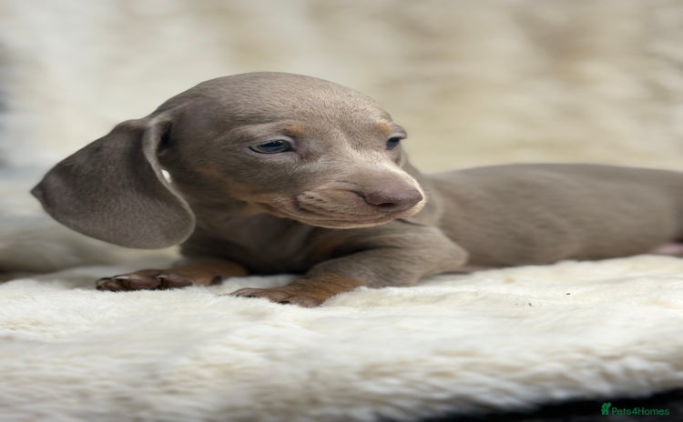 Miniature Dachshund dogs Stunning mini smooth dachshund pups  - Advert 2