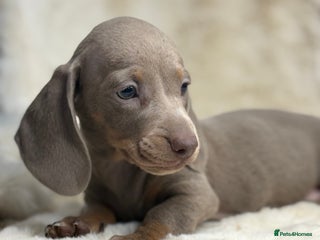 Miniature Dachshund dogs Stunning mini smooth dachshund pups - Advert 17