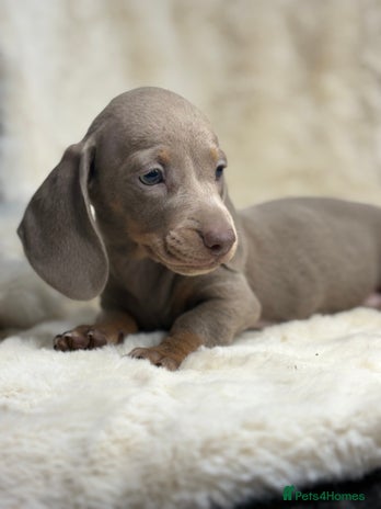 Miniature Dachshund dogs Stunning mini smooth dachshund pups - Advert 4