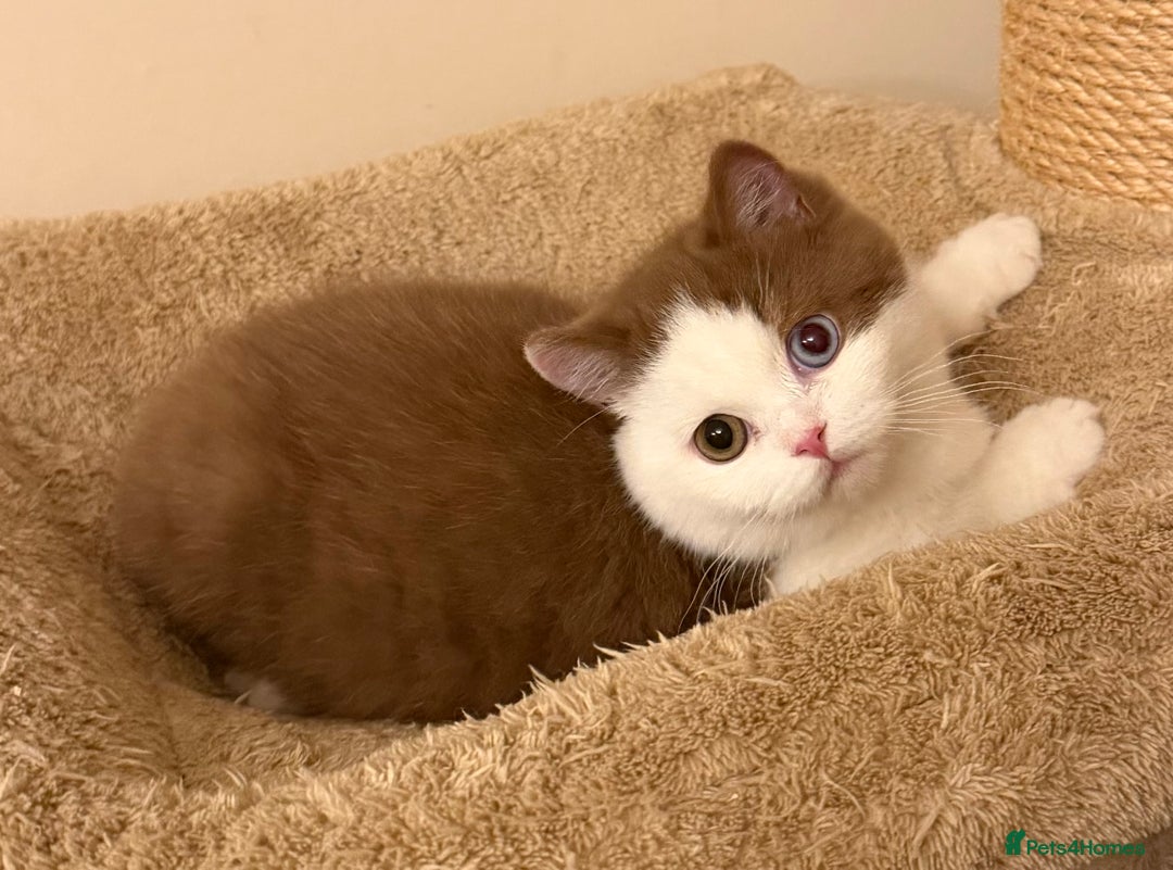 British Shorthair cats for sale: British Shorthair kittens  - Advert 14
