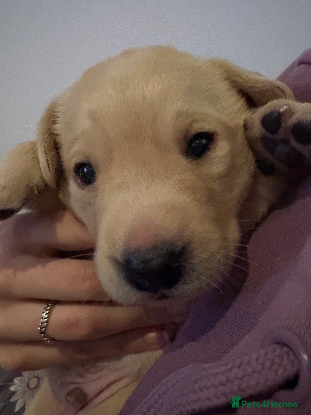 Labrador Retriever dogs for sale: Labrador Retriever Puppies 🐶  - Advert 8