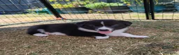 Mixed Breed dogs for sale: Border Collie/Husky Cross Puppies  - Advert 31