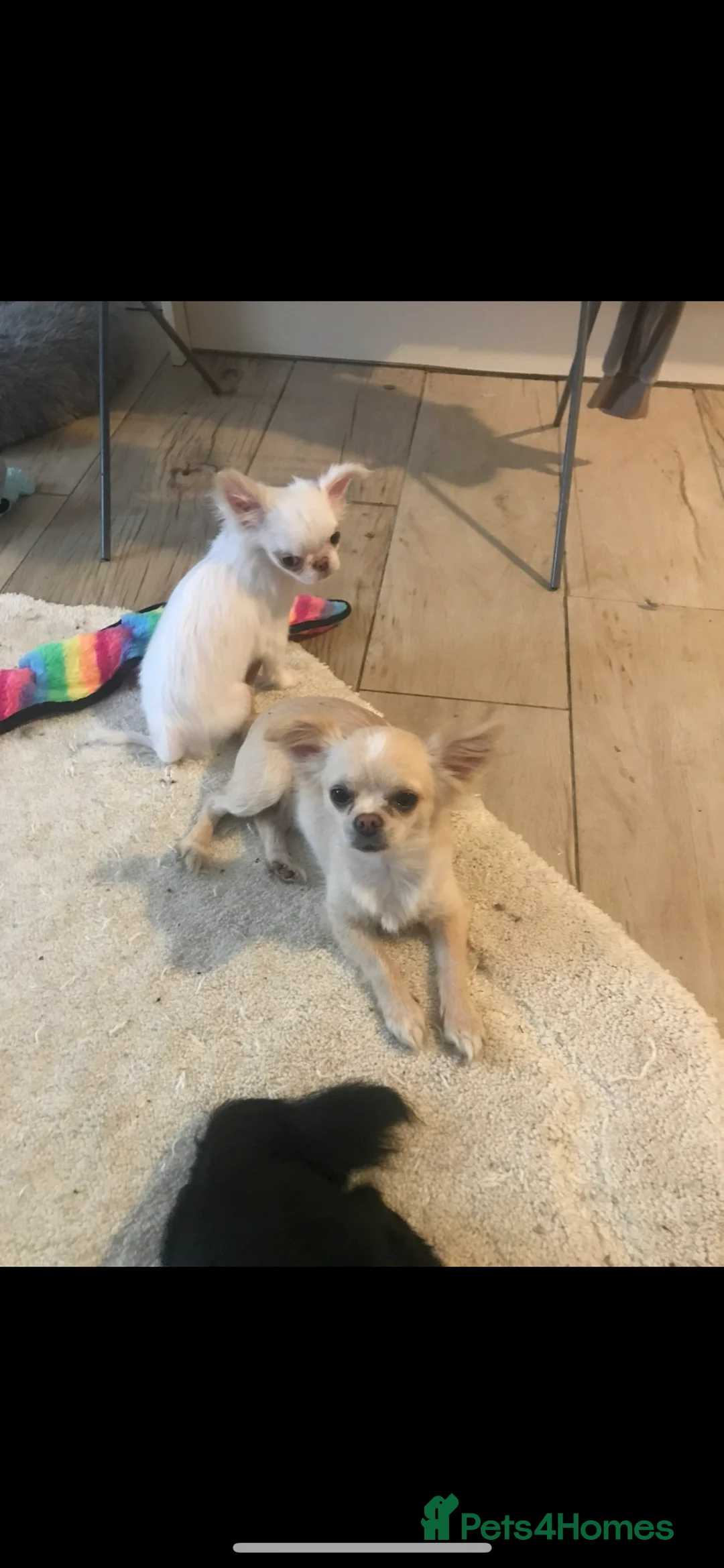 Chihuahua dogs for sale: Stunning pure white longcoat chi boy - Advert 2