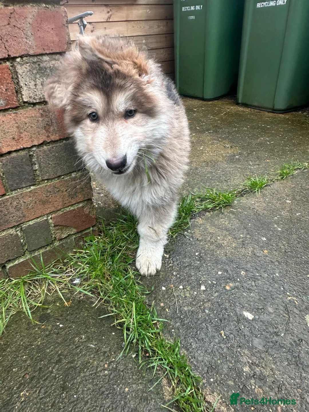 German Shepherd dogs for sale: Otto 🐾 - Advert 5