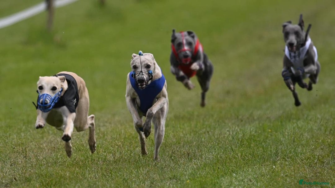 Whippet dogs for stud: KC Registered Blue Brindle for stud in Barnsley - Advert 3