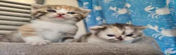Munchkin cats for sale: Beautiful girls  - Advert 13