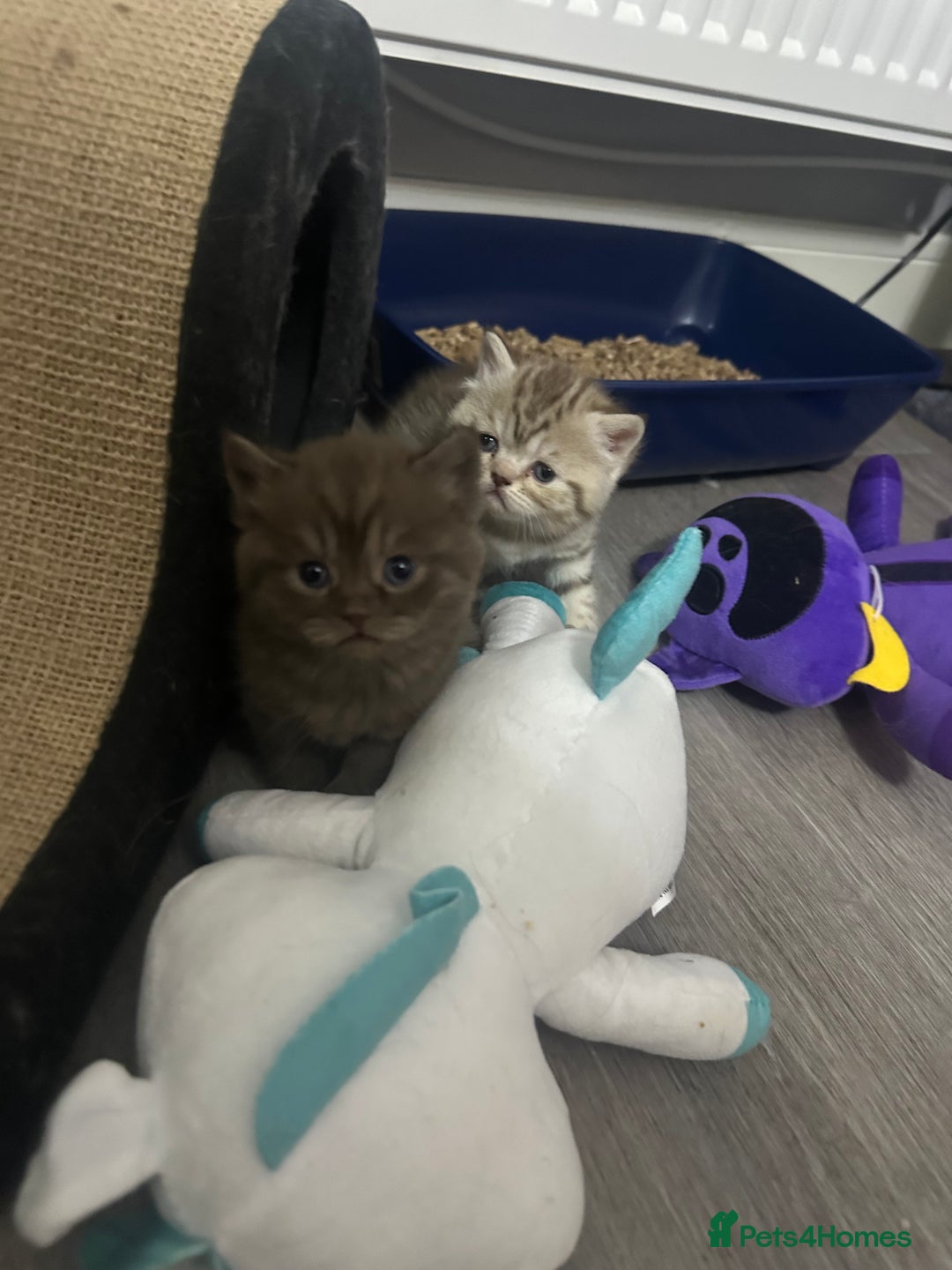 British Shorthair cats for sale: Male brown British short hair left  - Image 7