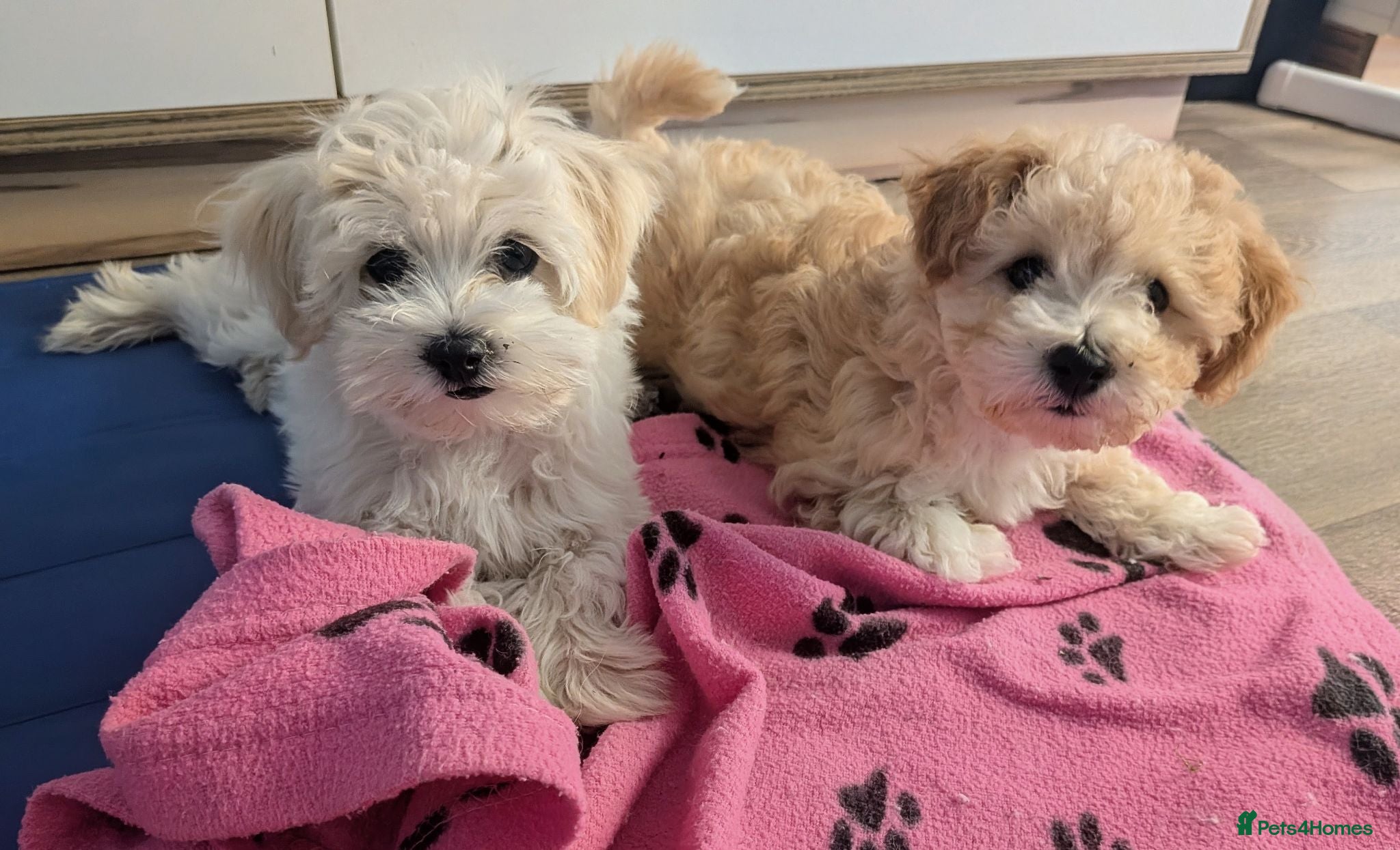 Maltipoo dogs Tiny Maltipoo, NEW PRICE 😍🐕🐕🥰 - Advert 5