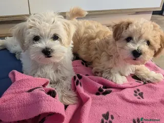 Maltipoo dogs Tiny Maltipoo, NEW PRICE 😍🐕🐕🥰 - Advert 5