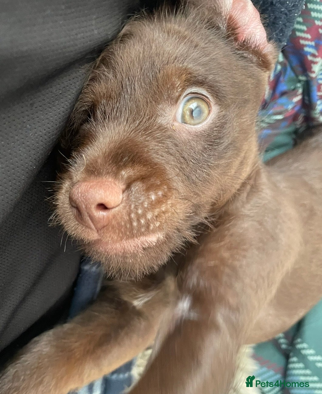 Patterdale Terrier dogs for sale: Patterdale Terrier  in Liverpool - Advert 5