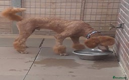 Standard Poodle dogs for sale: Beautiful KC Reg Standard Poodle Puppies - Image 9