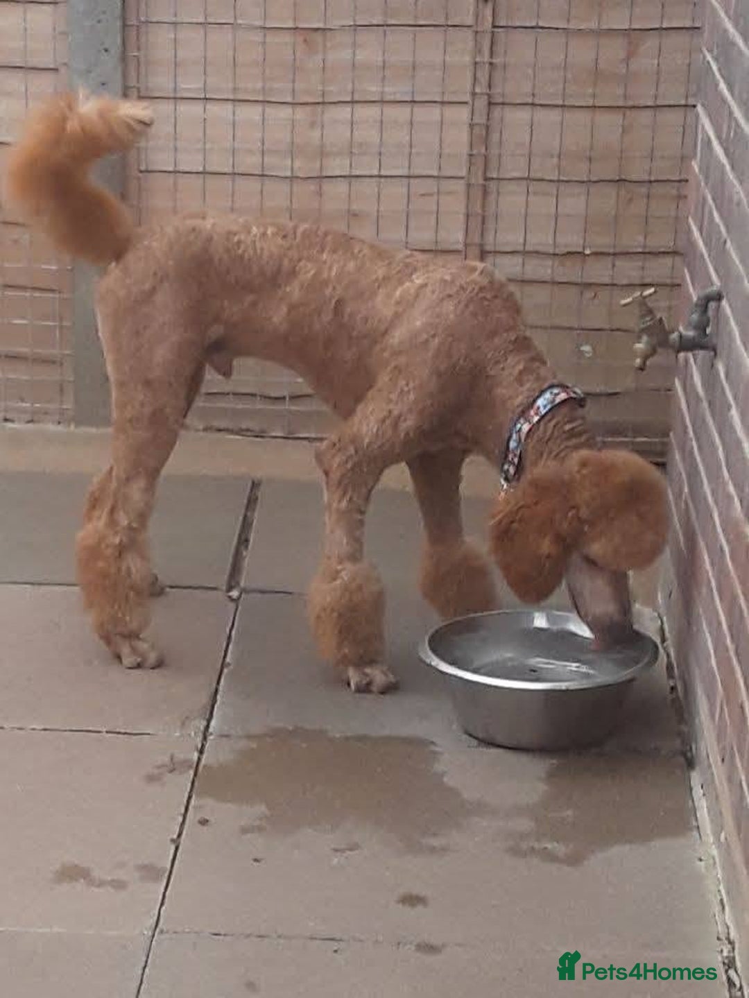 Standard Poodle dogs for sale: Beautiful KC Reg Standard Poodle Puppies - Image 9