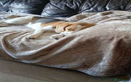Beagle dogs for sale: Lovely beagle girl  - Image 2