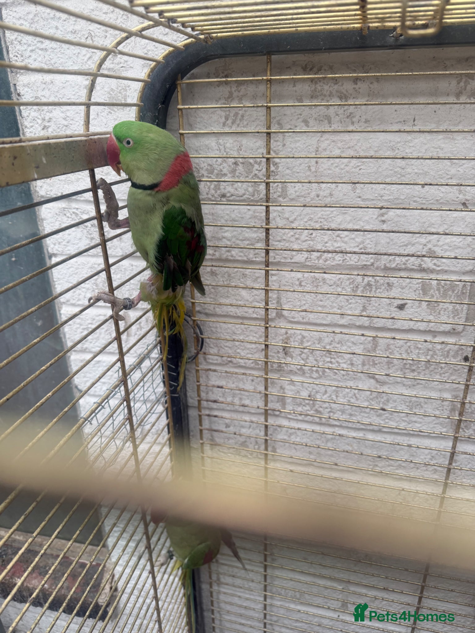 Parrots birds Alexandria breeding prayer - Advert 1