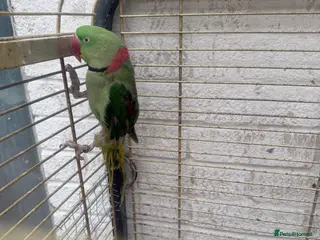 Parrots birds Alexandria breeding prayer - Advert 6