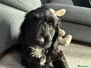 Cockapoo dogs Gorgeous cockapoo puppies Last Black Boy Left - Advert 5