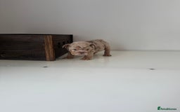 English Bulldog dogs for sale: 🏡 Ready to leave this Sunday 27.07.25 🏡 in Crawley - Image 15