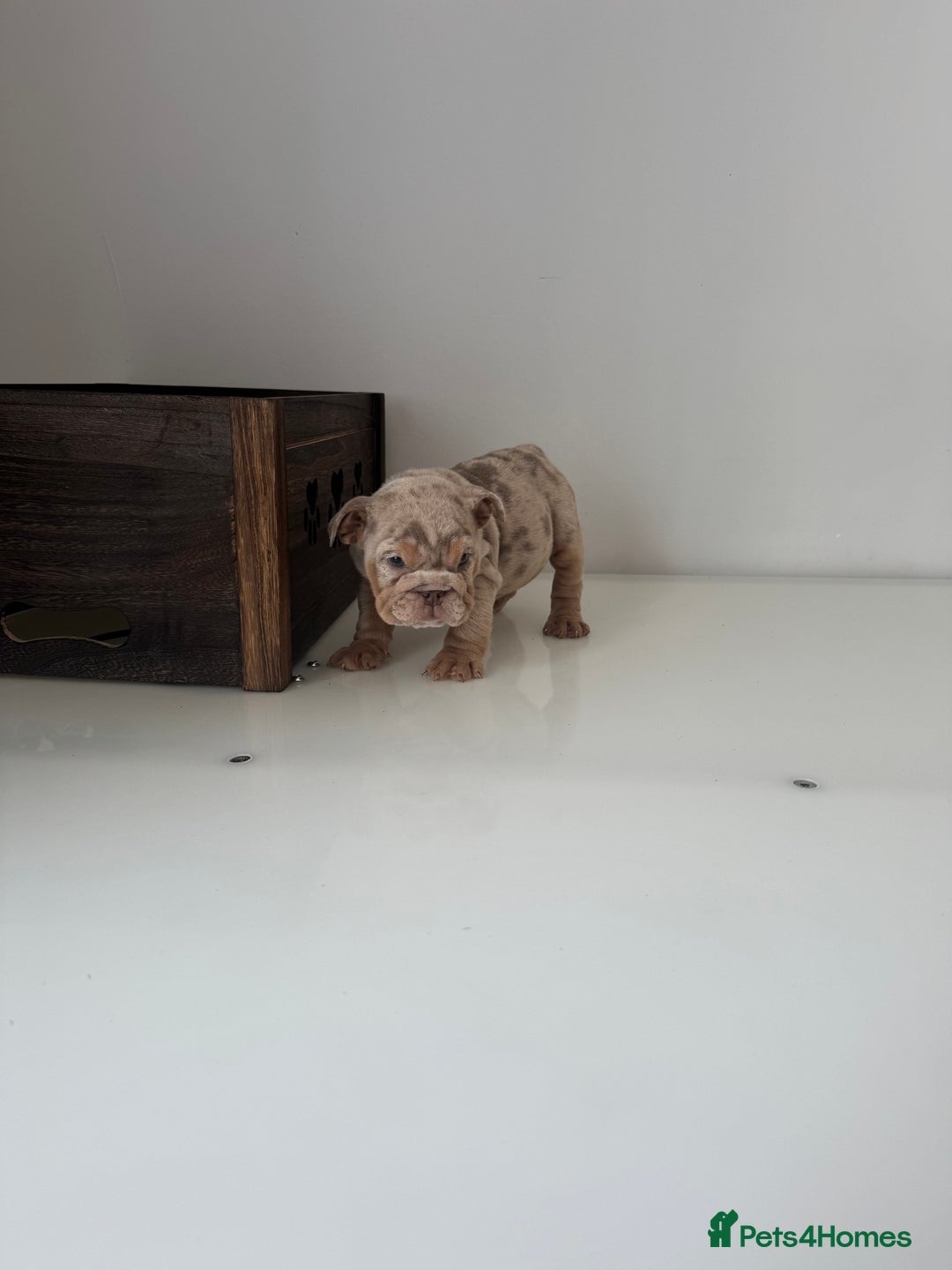 English Bulldog dogs for sale: 🏡 Ready to leave this Sunday 27.07.25 🏡 in Crawley - Image 15