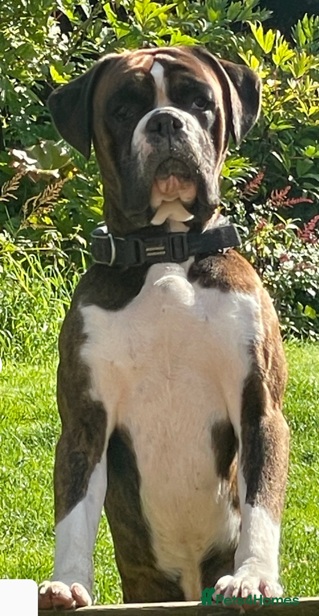 Boxer dogs for sale: 5 * kc boxer puppies  - Image 8