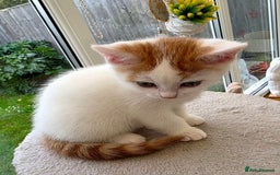 Mixed Breed cats for sale: Adorable Kittens Ready for Their Forever Homes!  - Image 6