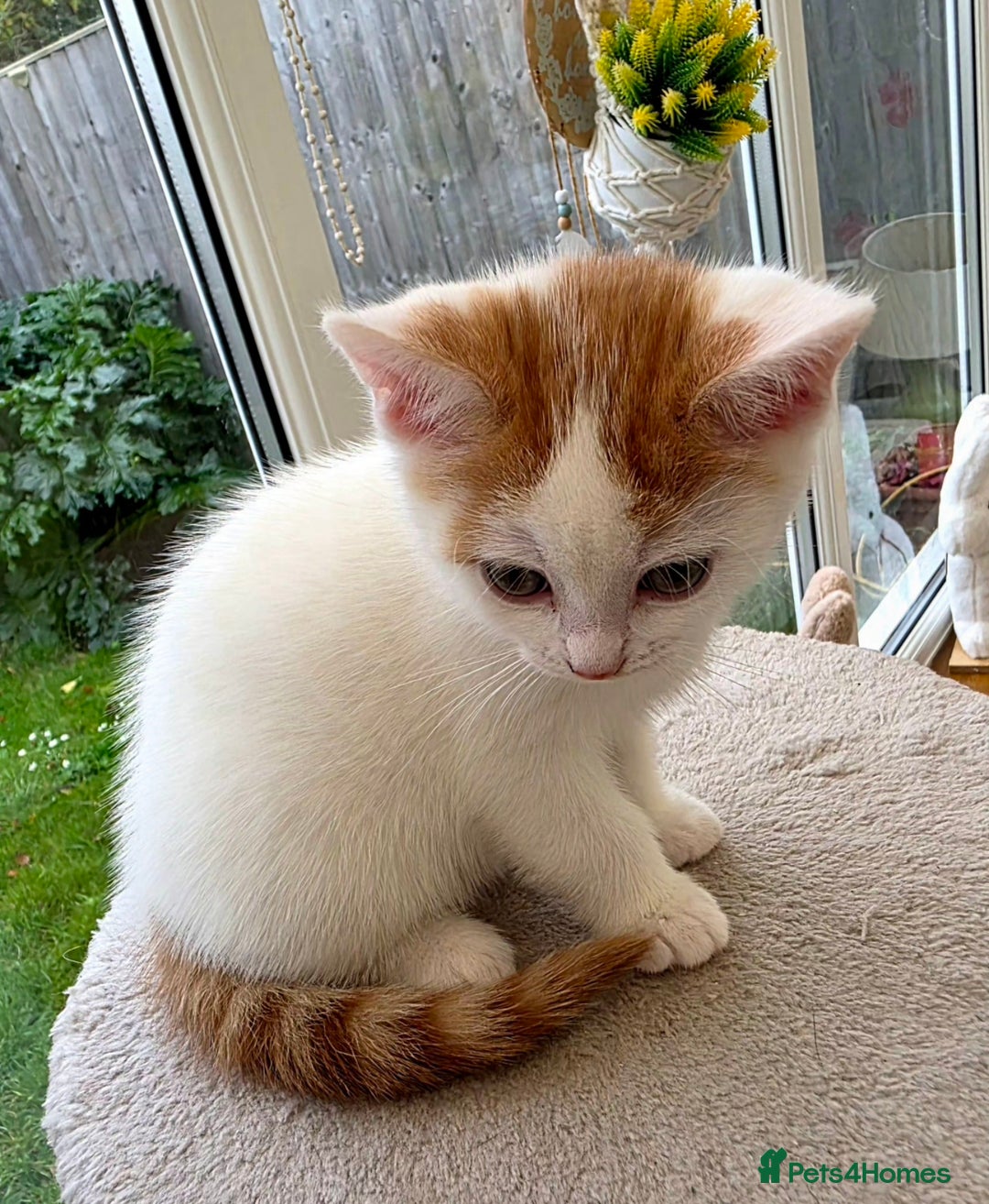 Mixed Breed cats for sale: Adorable Kittens Ready for Their Forever Homes!  - Image 6