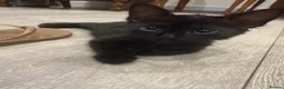 Mixed Breed cats for sale: 3 beautiful kittens very to be rehomed! in London - Advert 4