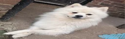 German Spitz dogs for sale: German spitz - Advert 4