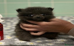 Pomeranian dogs for sale: Beautiful Pomeranian puppies  - Image 9