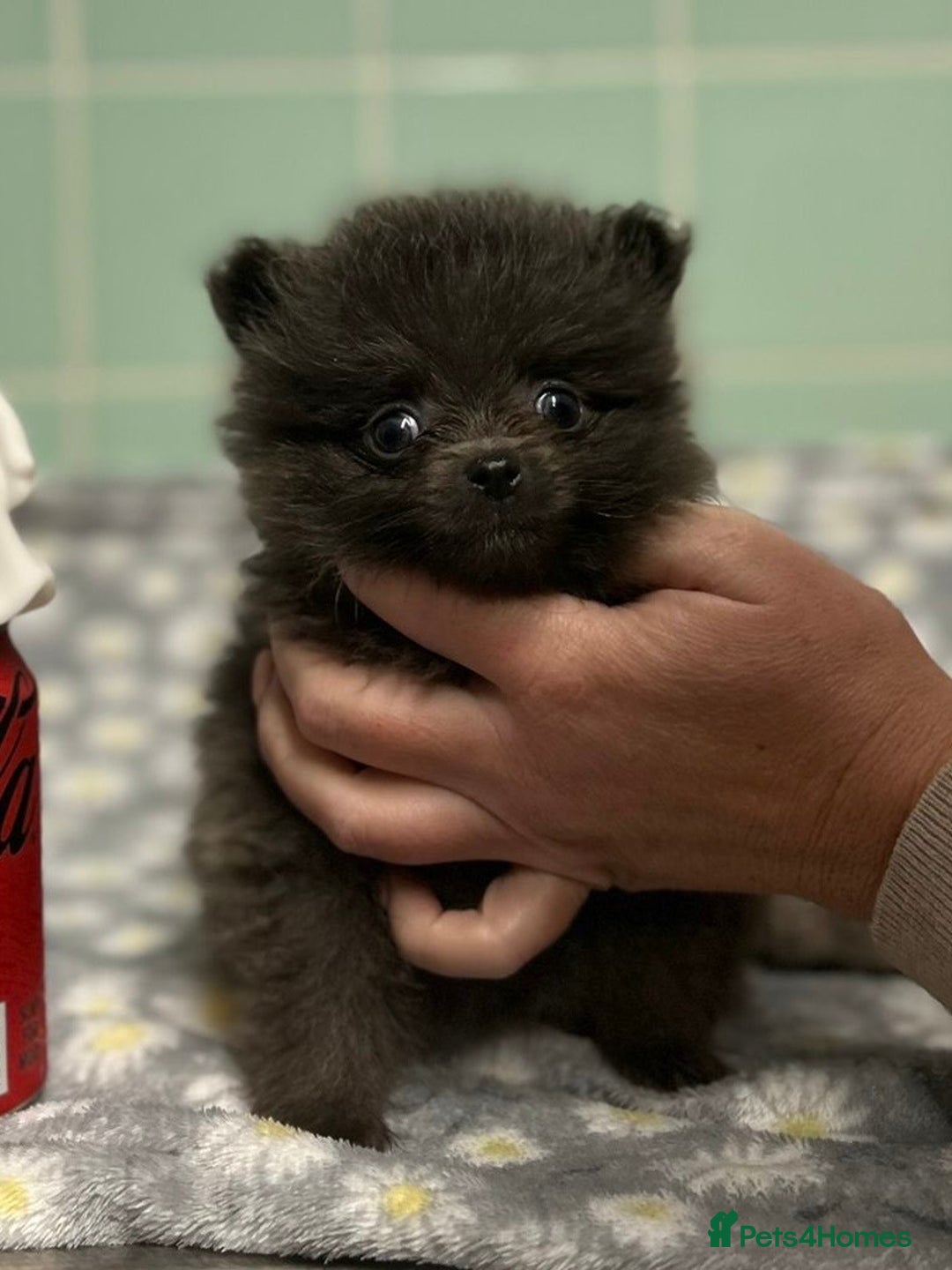 Pomeranian dogs for sale: Beautiful Pomeranian puppies  - Image 9