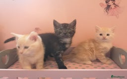 Maine Coon cats for sale: FLUFFY MAINECOON X KITTENS - Image 8