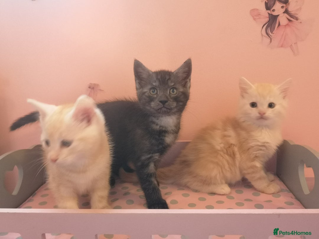 Maine Coon cats for sale: FLUFFY MAINECOON X KITTENS - Image 8