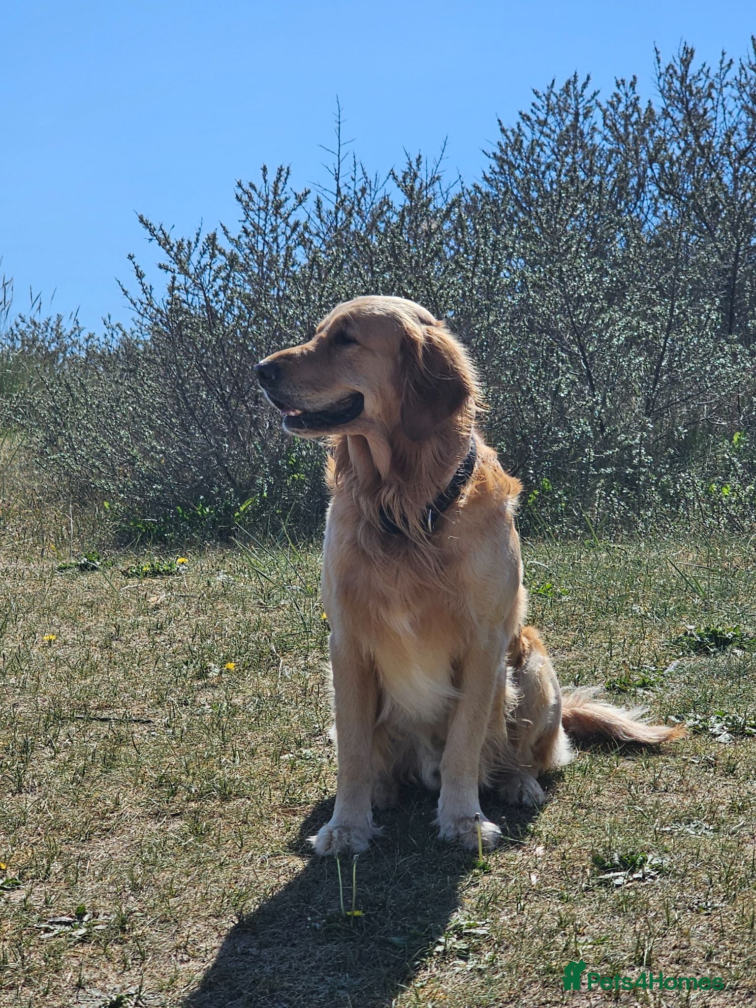 Golden Retriever dogs KC Registered Golden Retriever Stud Dog DNA Tested - Advert 1