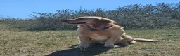Golden Retriever dogs for stud: KC Registered Golden Retriever Stud Dog DNA Tested - Advert 1